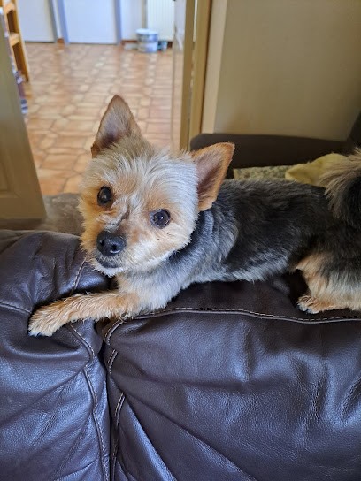 Pil' Poil, Toiletteur pour Animaux à Hébécourt