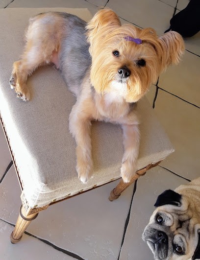 Toutou Look, Toiletteur pour Animaux à La Ferté-sous-Jouarre