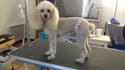 Pour Toi Mon Chien, Toiletteur pour Animaux à Vaulnaveys-le-Haut