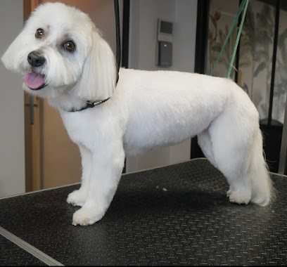 Aux 6 Os D'or, Toiletteur pour Animaux à Marly