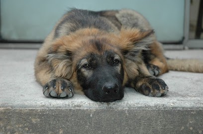 Patt'Poil, Toiletteur pour Animaux à Saint-Germain