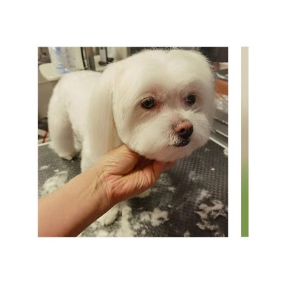 O'beau Poil Toilettage & Spa, Toiletteur pour Animaux à Neuilly-sur-Seine