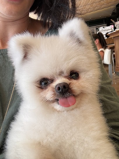 Dog's Stropez, Toiletteur pour Animaux à Saint-Tropez