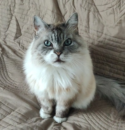 Relook Canin, Toiletteur pour Animaux à Saint-Gilles