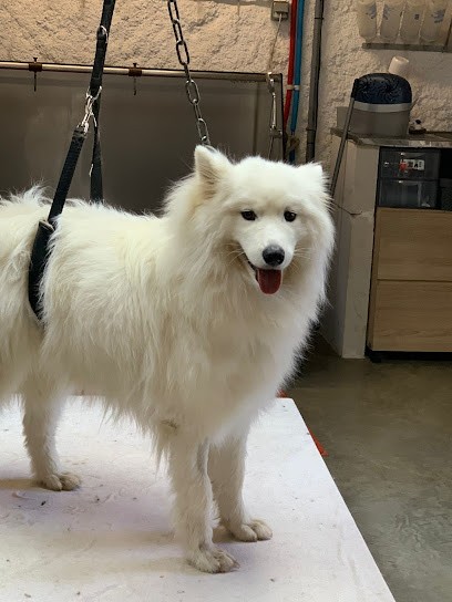 MAGGYWASH, Toiletteur pour Animaux à Châtillon-la-Palud