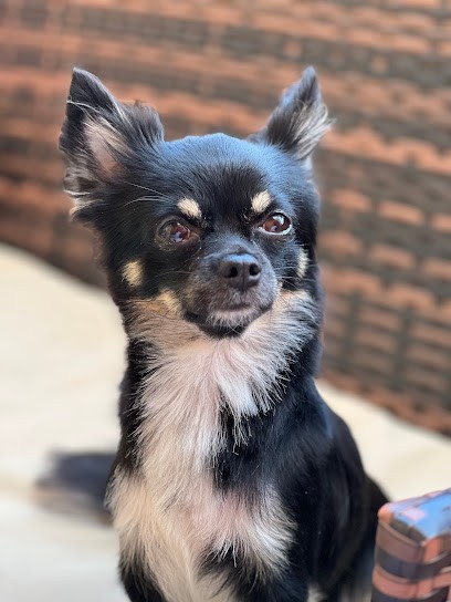 Crea'Dogs, Toiletteur pour Animaux à Roquebrune-Cap-Martin