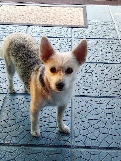 Dog Harmony, Toiletteur pour Animaux à Witry-lès-Reims