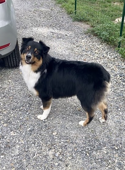 Au Chien Câlin, Toiletteur pour Animaux à Saint-Junien