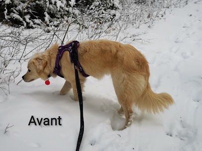 Hello Doggy toiletteuse à domicile, Toiletteur pour Animaux à Pertuis