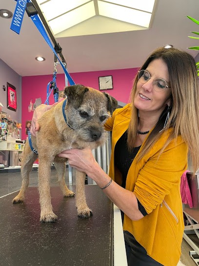 Hollywood Dog, Toiletteur pour Animaux à Vire Normandie