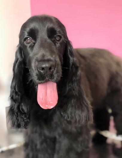 Bigel Anne-Marie É’pile Poil, Toiletteur pour Animaux à Saint-Pourçain-sur-Sioule