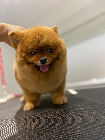 Calins & Canins Toiletteur Pour Animaux à Nice