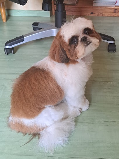 Sam Et Chipie, Toiletteur pour Animaux à La Tour-du-Pin