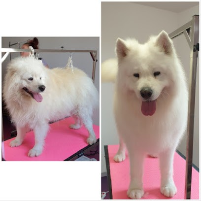 Aurélie Seguin Toilettage, Toiletteur pour Animaux à Pont-l'Évêque