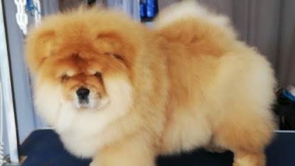 Audrey Toutou, Toiletteur pour Animaux à Languidic