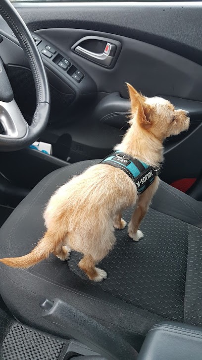 Look Canin, Toiletteur pour Animaux à Montmorillon