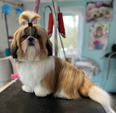 Faubourg Des 4 Pattes, Toiletteur pour Animaux à Maubeuge