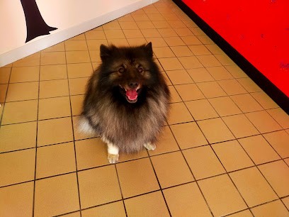 Fashion Dog, Toiletteur pour Animaux à Saint-Girons