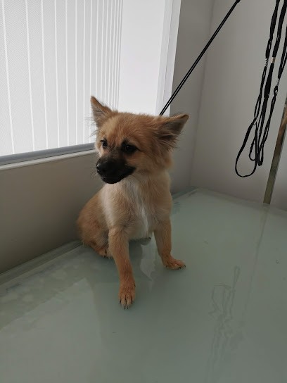 Lami Toilettage, Toiletteur pour Animaux à Marseille 14