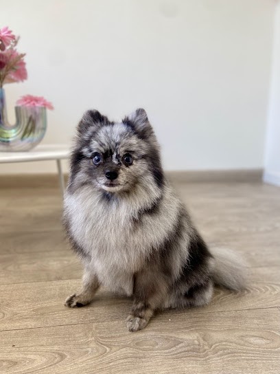 Fluffy Dogs, Toiletteur pour Animaux à Saint-Laurent-du-Var