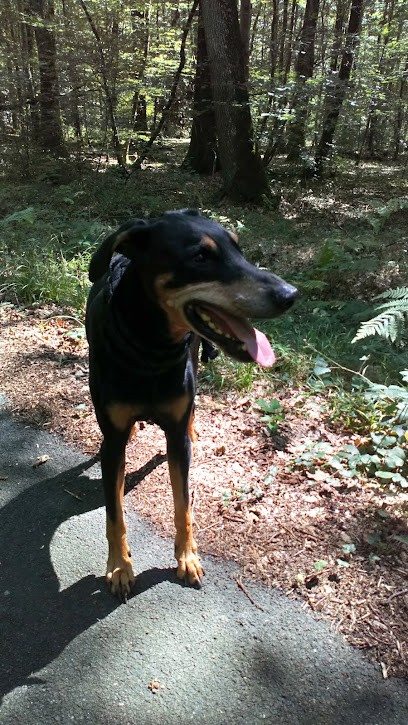 Les 101 Dalmachiens, Toiletteur pour Animaux à Saint-Barthélemy-d'Anjou