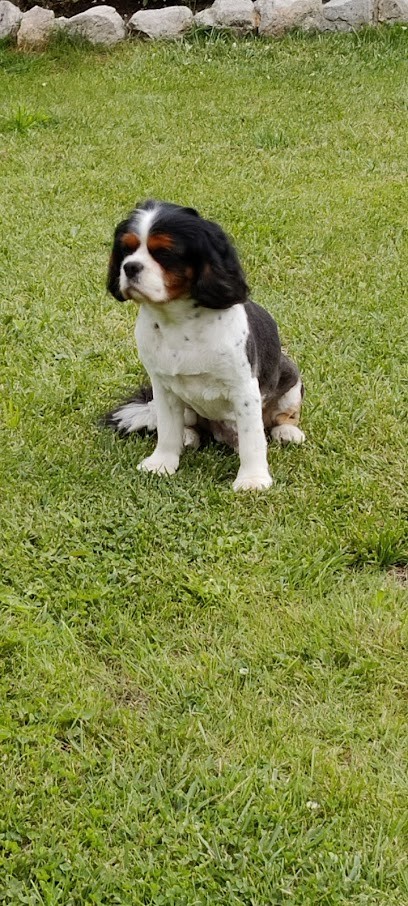 Pil Poil And Co, Toiletteur pour Animaux à Wormhout