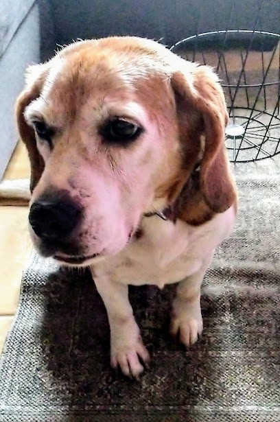 Anima Look, Toiletteur pour Animaux à Tavaux