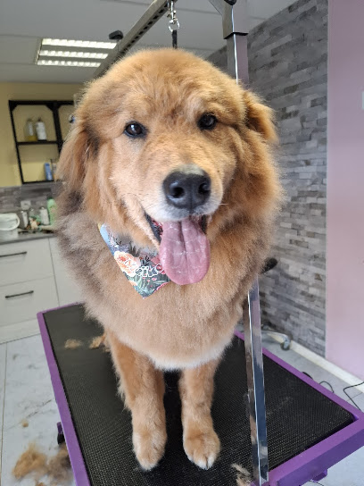 Des Idées De Chiens, Toiletteur Pour Animaux à Saint-Didier-en-Velay