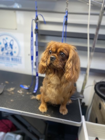 La Toutou Mobile, Toiletteur pour Animaux à Villiers-en-Lieu