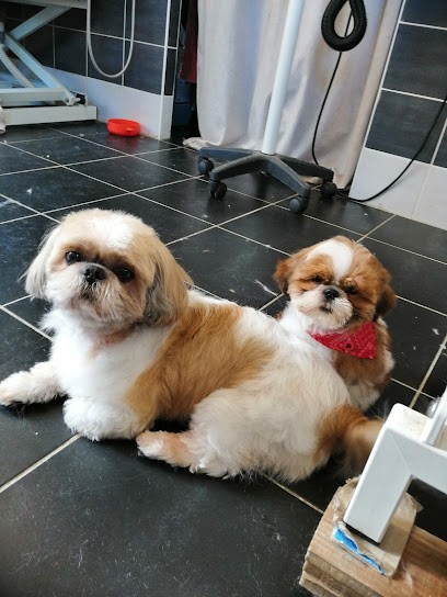Toilettage Soissons A Poils, Toiletteur pour Animaux à Soissons