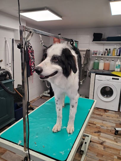 Les P'tits Filous de Caro, Toiletteur pour Animaux à Saint-Mihiel