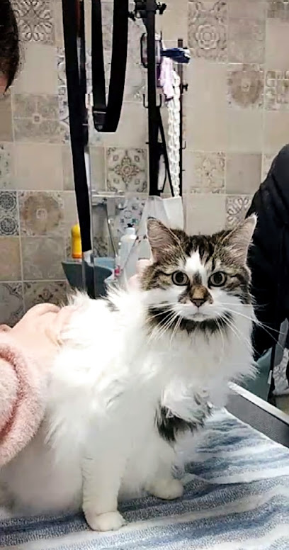 Bain De Lune Toiletteur Pour Animaux à Tours