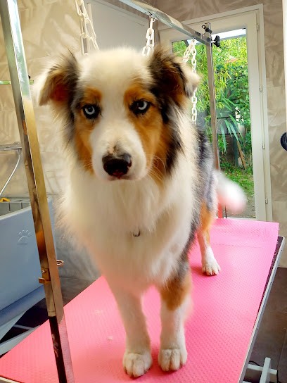 Isa Belles Patounes, Toiletteur pour Animaux à Palaiseau