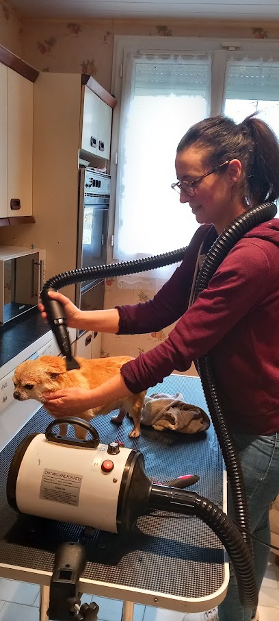 C'home Chiens Et Chats Toilettage, Toiletteur Pour Animaux à Barjouville