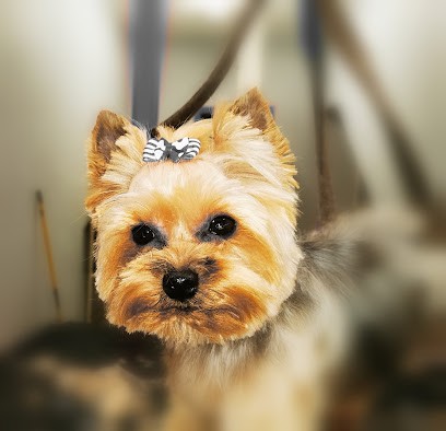 TOUTOU LOOK Caroline Simon, Toiletteur pour Animaux à Pontivy