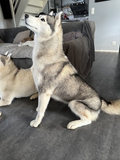 C.Dog-Gwenaelle Leroux, Toiletteur pour Animaux à Trégueux