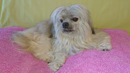 Snoopy Coif, Toiletteur pour Animaux à Gérardmer