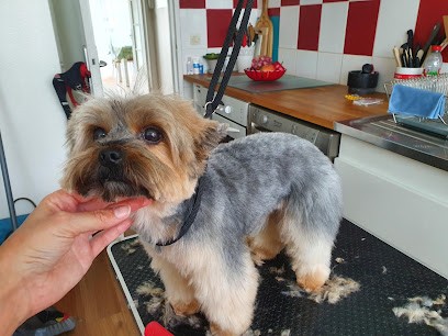 Woofy Dog- Toilettage à domicile, Toiletteur pour Animaux à Vélizy-Villacoublay