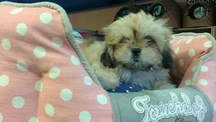 La croquette à domicile ex Royaume des animaux, Toiletteur pour Animaux à Lézignan-Corbières