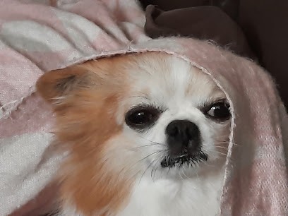 Toilettage Des Flandres, Toiletteur pour Animaux à Terdeghem