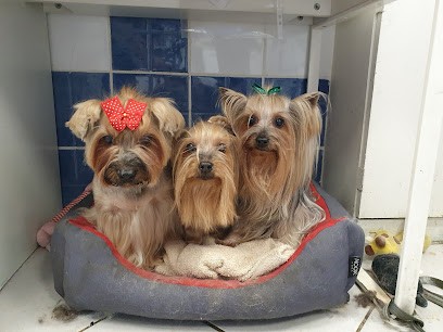 Au Chien Galant, Toiletteur pour Animaux à Avignon