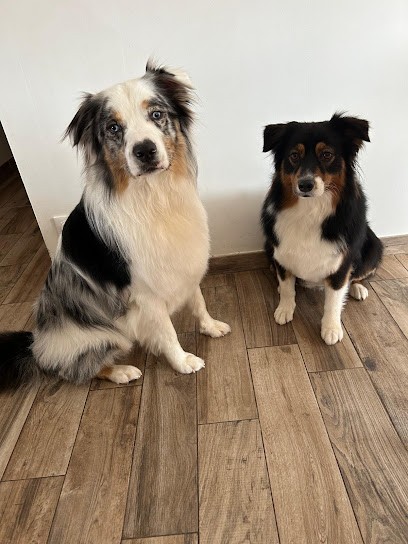 Salon De Toilettage D'Emma, Toiletteur pour Animaux à Lailly-en-Val