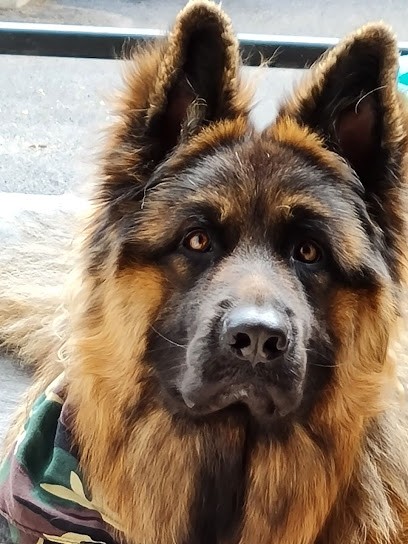 Beauté Canine, Toiletteur pour Animaux à Lillers