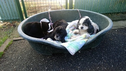 Nicopoil, Toiletteur pour Animaux à Villeneuve-sur-Lot