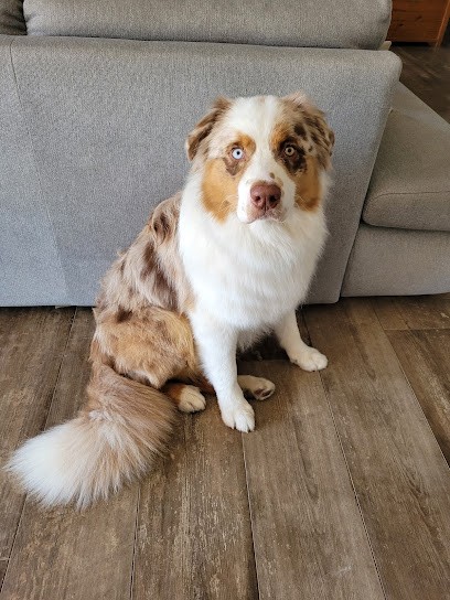 Monde Canin, Toiletteur pour Animaux à Manosque