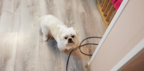 Animouss, Toiletteur pour Animaux à Nancy