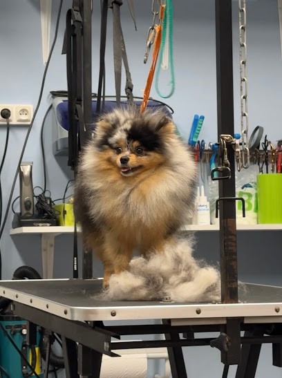 Toiletteur Pour Chiens HOLLY ET ROCKY, Toiletteur pour Animaux à Lyon 04