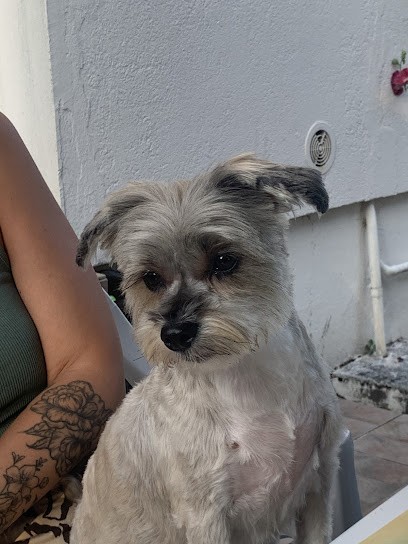 Beauty Chien, Toiletteur pour Animaux à Saint-Georges-de-Didonne