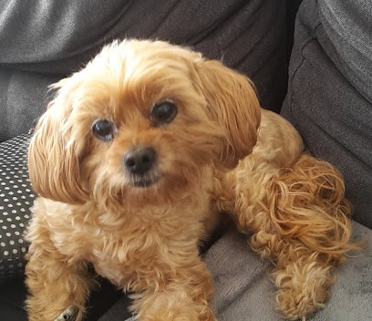 Renov'Toutou, Toiletteur pour Animaux à Poulx