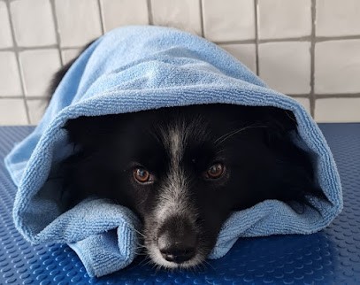 Charming Dog, Toiletteur pour Animaux à Survilliers